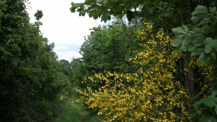 Wald bei Hasserode
© Wolfgang Grothe