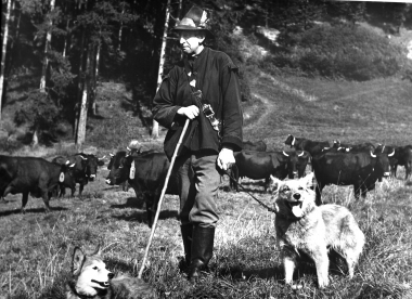 Hasseröder Herde am Ottofelsen
- Dieter Oemler