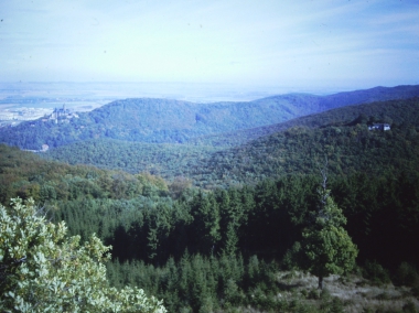 Blick auf den Wernigeröder Stadtwald vom Armeleuteberg
<br>© Wolfgang Grothe