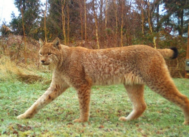 In die (Foto-) Falle gegangener Luchs.
<br>- Nationalpark Harz