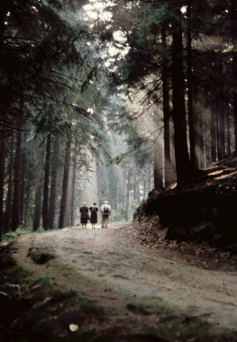 Waldweg um Wernigerode
<br>- Stadtarchiv Wernigerode